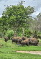 131 Udawalawe Elephant Transit Home