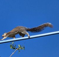 139 Riesenbaumhörnchen auf der Flucht