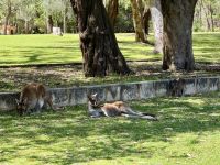 5. Tag: Ausflug in den Norden – Kängurus im Yanchep-Nationalpark
