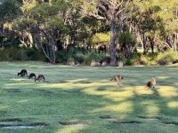 5. Tag: Ausflug in den Norden – Kängurus im Pinnaroo Valley Memorial Park