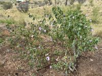 7. Tag: Ankunft im Roten Zentrum – Wüstenrose in Alice Springs