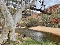 8. Tag: Ausflug in die West MacDonnell Ranges – Spaziergang zur Ormiston Gorge