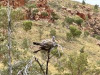 8. Tag: Ausflug in die West MacDonnell Ranges – Spitzschopftauben