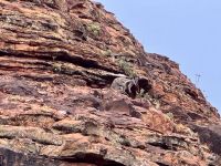 10. Tag: Morgenspaziergang am Kings Canyon (Kings Canyon Rim Walk) – Wallaby