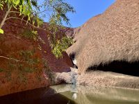 10. Tag: Erkundungen am Uluru – Spaziergang zum Mutitjulu-Wasserloch