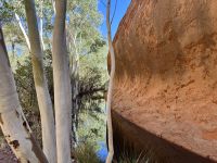 10. Tag: Erkundungen am Uluru – Spaziergang zum Mutitjulu-Wasserloch