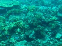 12. Tag: Tagesausflug zum Great Barrier Reef – Unterwasserwelt während der Fahrt mit dem Halbtauchboot