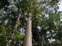 13. Tag: Tagesausflug nach Kuranda – Mit der Seilbahn über den Regenwald nach Kuranda – Kauri-Baum an der Zwischenstation