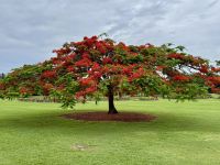 18. Tag: Stadtrundfahrt in Brisbane – Aufenthalt im New Farm Park