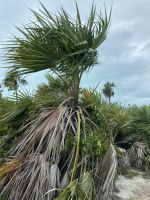 Die Cocotrina-Palmen bilden einen dichten Bewuchs in Strandnähe 