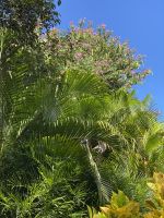 Üppig wachsen Palmen