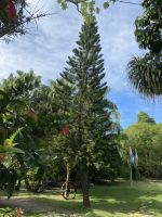 Araukarien im Garten