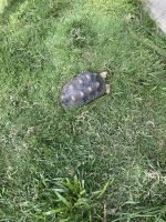 Auch die Schildkröten fühlen sich wohl