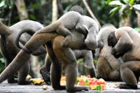 Brüllaffensippe bei der Fütterung im Amazonas