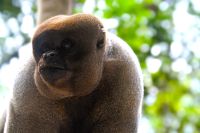 Ich bin der Brüllaffenchef