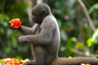 Brüllaffe und Melonenspeise im Amazonas-Regenwald