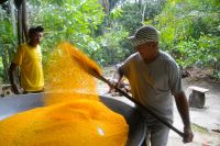 Maniokröstung für den Verzeht