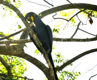 Hyazinthara mit bis zu 1 m die größte Papageienart der Welt