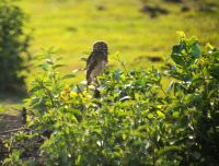 tagaktiver Präriekauz im Pantanal