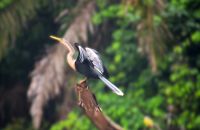 amerikanischer Schlangenhalsvogel 