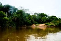 grüne Vielfalt im Pantanal