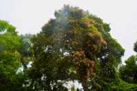 chinesischer Flammenbaum gehört nicht hier her!