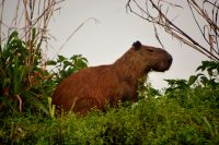 ein Capivara auf Morgenpirsch im Pantanal