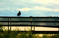 Rabengeier an den Iguazu-Wasserfällen in Argentinien