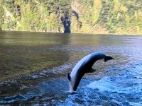 Delfinspiele im Milford Sound 