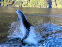 Delfinspiele im Milford Sound 