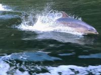 Delfinspiele im Milford Sound 
