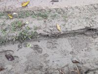 52) Tigerpfote - Jeeptour durch den Chitwan Nationalpark, Nepal