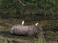 54) Nashorn auf der Jeeptour durch den Chitwan Nationalpark, Nepal