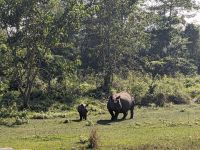 60) Nashorn mit Baby auf der Jeeptour durch den Chitwan Nationalpark, Nepal