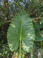 69) Garten an der Unterkunft Machan Country Villa am Chitwan Nationalpark, Nepal