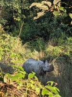 78) Nashorn auf der Jeeptour durch den Chitwan Nationalpark, Nepal