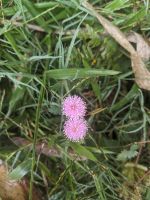 94) Garten an der Unterkunft Machan Country Villa am Chitwan Nationalpark, Nepal