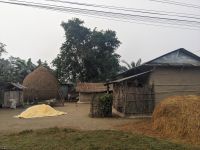 100) Morgenspaziergang Umgebung der Unterkunft Machan Country Villa am Chitwan Nationalpark, Nepal