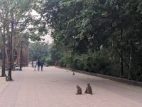 133) Affen auf dem Rückweg zu den Tuk Tuks an der Geburtsstätte Buddha, Lumbini, Nepal