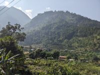 135) Reisfelder auf dem Weg von Lumbini nach Pokhara, Nepal