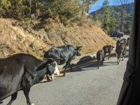 327) Verkehr auf dem Weg nach Punakha, Bhutan