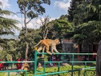 500) Affentempel, Kathmandu, Nepal