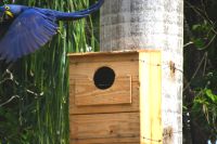 Nistkasten des Hyazintharas