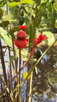 Porzellanrose, Botanischer Garten, Tahiti