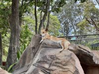 21. Tag: Taronga Zoo in Sydney – Dingo