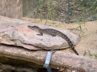 21. Tag: Führung durch das Wildlife Retreat im Taronga Zoo in Sydney – Junges Salzwasserkrokodil