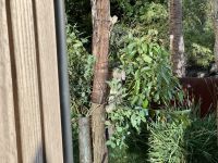 21. Tag: Wildlife Retreat im Taronga Zoo – Koala vor dem Hotelzimmer