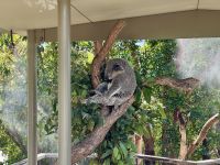 22. Tag: Tarona Zoo in Sydney – Koala