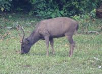 Periyar Nationalpark