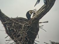 Periyar Nationalpark